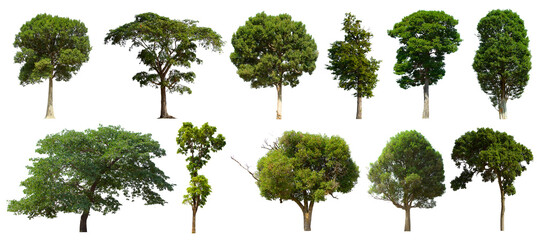 isolated tree green set is located on a white background. Collection of isolated tree green on white background Tropical tree
