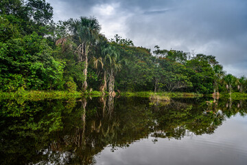 Fototapeta na wymiar Amazon rain forest in a perfect and lovely sunny day