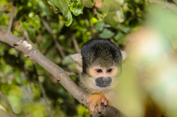 The Squirrel monkey sitting on a branch of a tropical tree