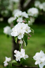 Blooming Tree Flowers and blue sky in Spring Time. Flowering apple tree.