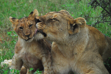 WILDLIFE- Africa- Close Up of a Wild Lioness Grooming Her Cub