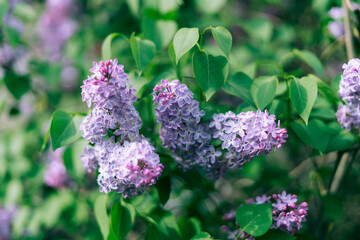 Wild Common Lilac flowers also known as Syringa vulgaris tree blossom blooming in spring. Fresh foliage romantic natural floral background in vibrant color. Beautiful tender flower on sunny day.