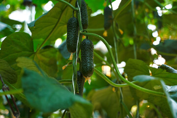 Ripe fruits of cucumbers growing in a greenhouse.