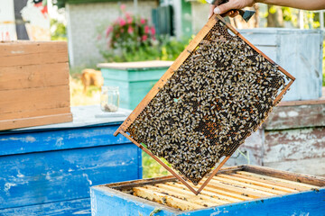 The beekeeper checks the hive. Looks at bees in the sun.
