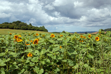 Fototapeta na wymiar Sonnenblumen unter Regenwolken im Sommer