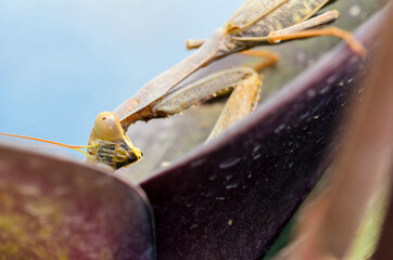 The Chinese mantis  (Tenodera sinensis) 