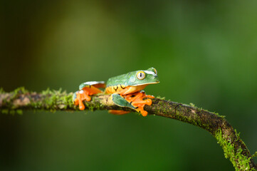Golden-eyed leaf frog, Cruziohyla calcarifer, green yellow frog sitting on the leaves in the nature habitat in Corcovado, Costa Rica. Amphibian from tropic forest. Wildlife in Central America.