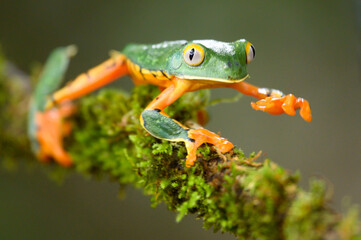 Golden-eyed leaf frog, Cruziohyla calcarifer, green yellow frog sitting on the leaves in the nature habitat in Corcovado, Costa Rica. Amphibian from tropic forest. Wildlife in Central America.