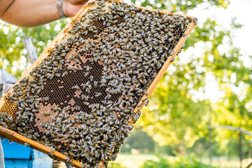 The beekeeper checks the hive. Looks at bees in the sun.
