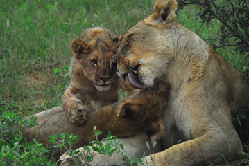 Fototapeta na wymiar WILDLIFE- Africa- Close Up of Wild Lioness Grooming Two Cubs