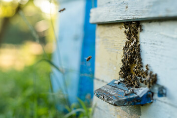 Bees fly out and return to the hive in the summer. Flight of bees near the hive in the garden.