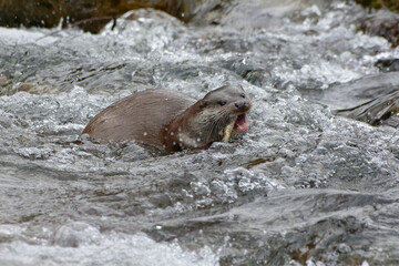 Eurasian otter (Lutra lutra) eating a fish in the Tech River - Pyrénées-Orientales, France