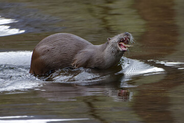 Fototapeta premium Eurasian otter (Lutra lutra) eating a fish in the Tech River - Pyrénées-Orientales, France