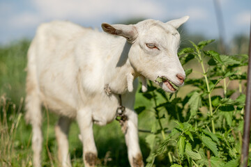 Naklejka na ściany i meble Young white goat eats grass in a summer meadow. White goat grazes in the meadow.