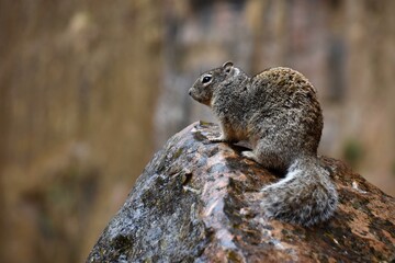 Naklejka na ściany i meble Squirrel in Zion National Park