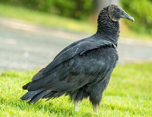 Closeup of a Black Vulture on the Ground