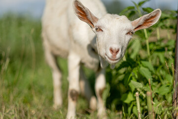 Obraz premium Young white goat eats grass in a summer meadow. White goat grazes in the meadow.