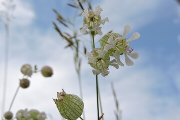 Dzwonek polny, bialy
