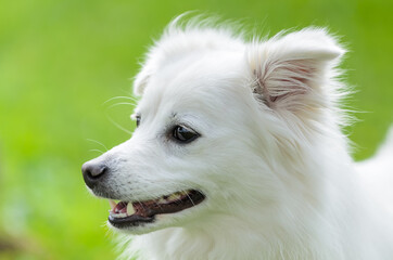 Portrait of a Japanese Spitz on a background of green grass