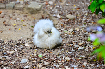 The Silkie Chinese silk chicken
