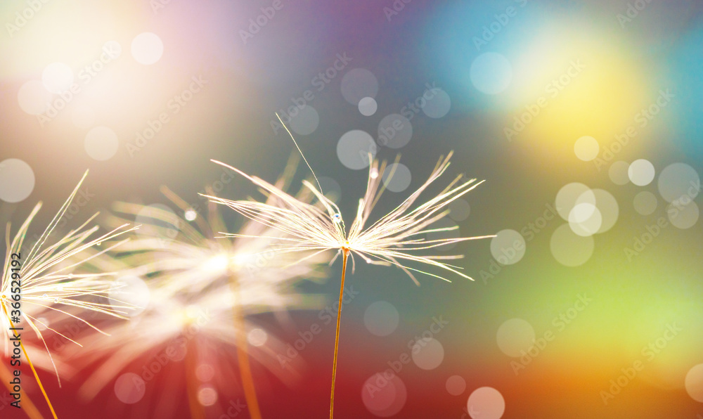 Wall mural abstract blurred nature background dandelion seeds parachute. abstract nature bokeh pattern
