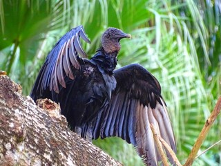 Black Vulture (Coragyps atratus) also called Urubu Vulture