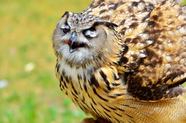 The Eurasian eagle-owl eating prey