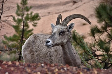 Obraz premium Goat in Zion National Park