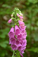 Digitalis purpurea plant in full bloom, pink flowers.