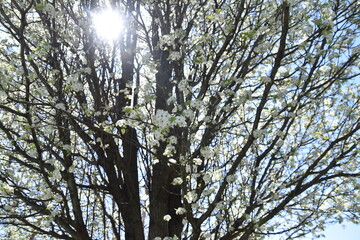 beautiful white pink cherry blossom pear tree in nature with sunburst shining through