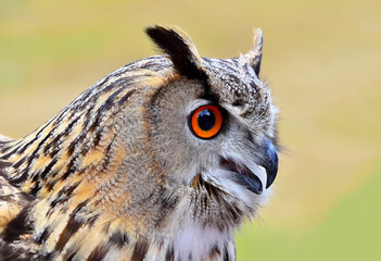 The Eurasian eagle-owl on a yellow-green background