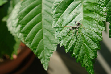 Assassin bug on an elm leaf