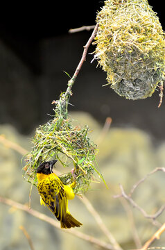 The bobolink building nest from grass