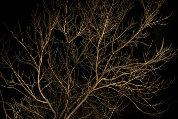 Night Scene Tree Landscape, San Juan, Argentina