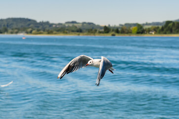 Fototapeta na wymiar The Gulls or seagulls flying 