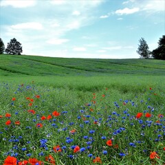 Łaka chabrów i maków Chaber (Centaurea L.)