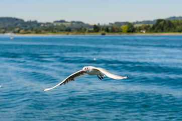 The Gulls or seagulls flying  
