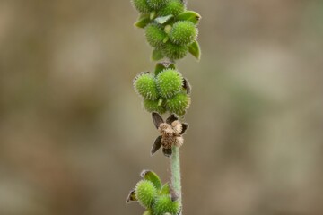 Cynoglossum dioscoridis seeds on forest path.
