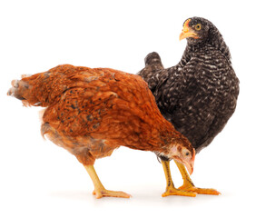 Two hen isolated.