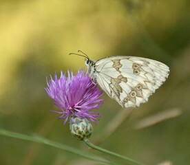 Side view of a Melanargia butterfly, in black and white perched on Centaurea flower.