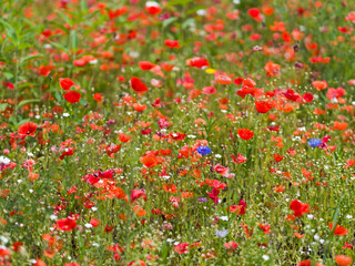 Red poppies bloom on a green field. Summer day
