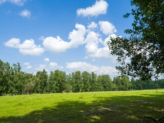 Green field and forest. Clouds in the blue sky. Summer sunny day