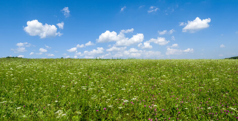 Panorama green meadows and fields. White clouds in the blue sky. Summer sunny day