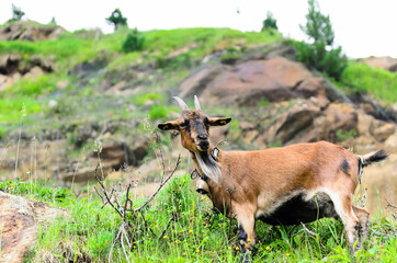 The domestic goat in Austrian alps