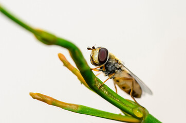 The Hoverfliy, sometimes called flower fly, or syrphid fly