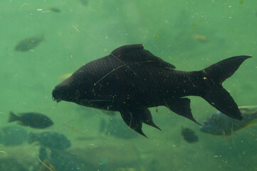 fish in the water