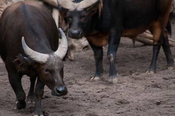 black and white bull