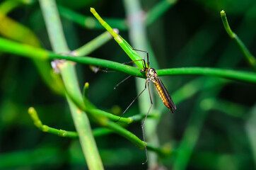 The Crane fly sometimes known as mosquito hawks or daddy longlegs