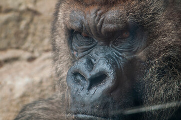 gorilla in the zoo