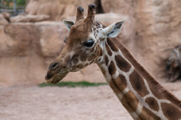 Obraz premium portrait of a giraffe